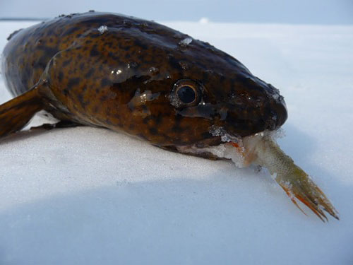 видео рыбалки налима зимой