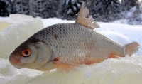 Рыболовные снасти для зимней рыбалки