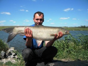 Ловля карася і білого амура на бойли