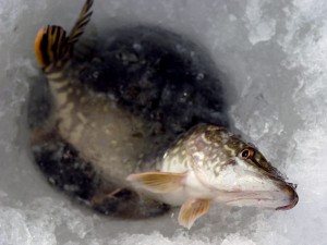 Соответствующее снаряжение для зимней рыбалки — залог хорошего улова