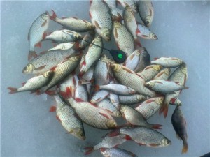 Ловля красноперки зимой — полезные советы рыболовам
