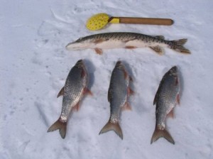Ловля чебака зимой: тонкости интересной рыбалки