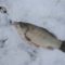 Зимняя снасть на карася: что следует знать об особенностях рыбной ловли