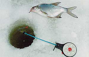 Ловля подлещика зимой — особенности рыбалки