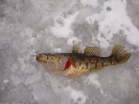 Блесна для зимней рыбалки — тонкости выбора приманки