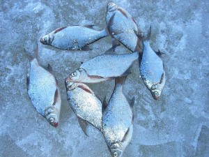 Ловля подлещика зимой — особенности рыбалки