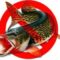 Весенне-летний нерестовый запрет на рыбалку 2014 года
