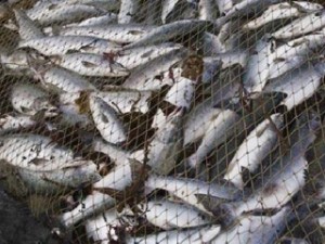 Дальний Восток узнал про дефицит рыбы