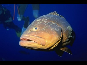 Насколько подвержены болевым ощущениям хладнокровные рыбы?