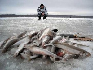 Ловля корюшки зимой — особенности зимней рыбалки