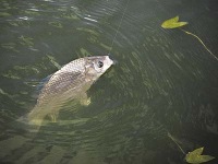 Рыбы мутанты в волжской воде — реальность или домыслы