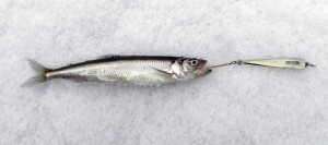 Ловля корюшки зимой — особенности зимней рыбалки