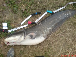 Ловля сома на квок — тонкости рыбной ловли