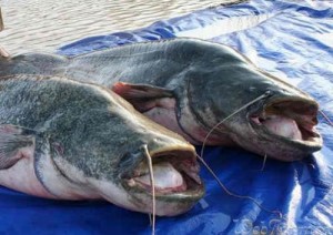 Дванадцятирічний рибалка побив новий рекорд із ловлі сомів