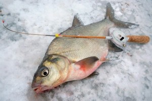 Ловля язя зимой на мормышку — советы опытных рыболов