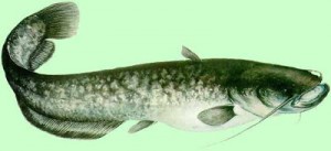 Періодичність нересту сома - особливості цієї риби під час ікрометання