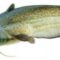 Периодичность нереста сома — особенности этой рыбы во время икрометания