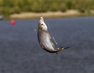 Ловля воблы в Астрахани весной — особенности рыбалки