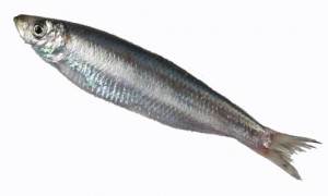 Какую пользу рыба салака может принести нашему организму?