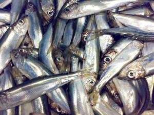 Какую пользу рыба салака может принести нашему организму?