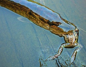 Ловля щуки на лягушку — оснастка, тактика поимки