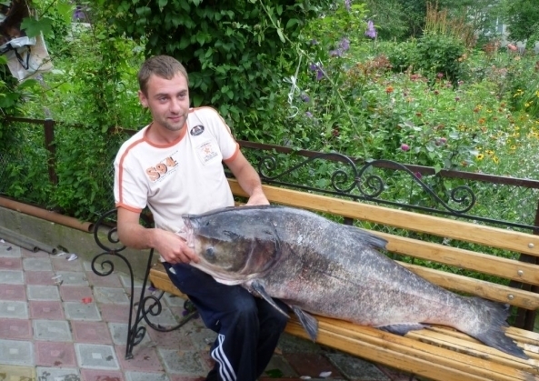 В Тернополе пойман толстолобик весом 37 килограмм