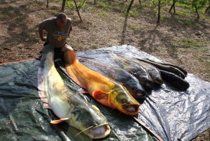 Неймовірні гігантські соми спіймані в річці Ебро