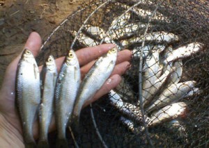 Ловля уклейки восени - особливості упіймання цієї риби