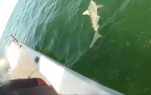 Окунь во Флориде проглотил акулу с первой попытки