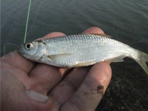 Ловля уклейки восени - особливості упіймання цієї риби