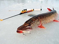 Любителям зимней рыбалки на заметку