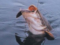 Мормышки Tungsten Tubby Jig для зимней рыбалки