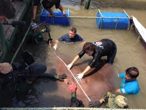 Самая крупная пресноводная рыба в мире водится в Таиланде