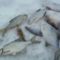 Ловля сопы зимой на течении — общие рекомендации