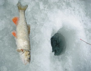 Ловля на «концы» зимой — есть ли шансы у рыбы?