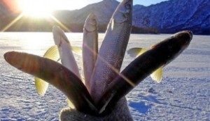 Ловля на косинку взимку - особливості та тактика